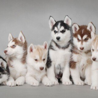 dogs2_0211