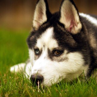 dogs2_0224