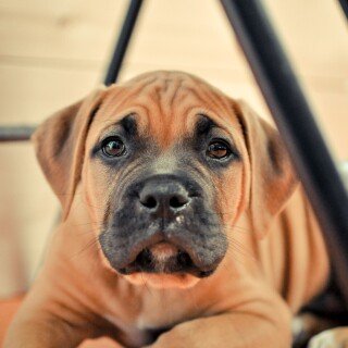 dogs2_0225