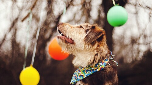 dogs2_0229.jpg