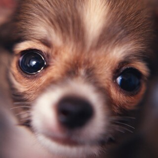 dogs2_0230