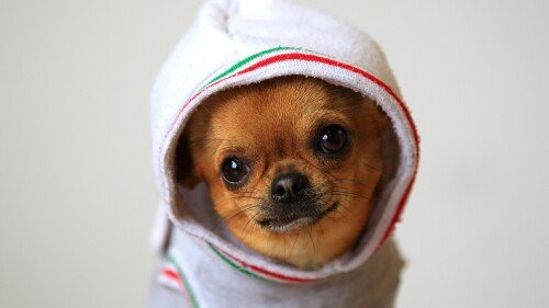 dogs2_0231.jpg