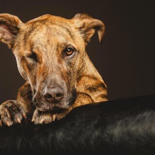 dogs2_0235