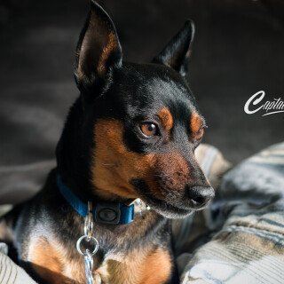 dogs2_0244