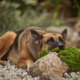 dogs2_0245