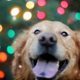 dogs2_0247