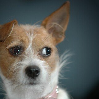 dogs2_0258