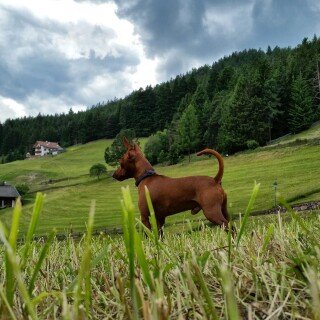 dogs2_0264