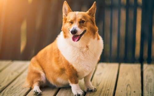 dogs2_0265.jpg