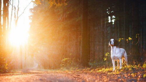 dogs2 0271
