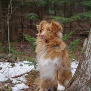 dogs2_0275