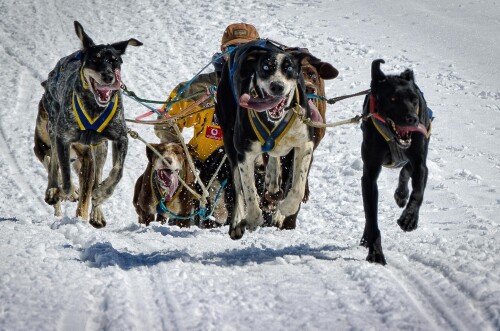 dogs2_0276.jpg