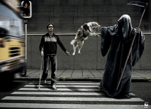 dogs2_0278.jpg
