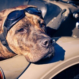 dogs2_0285