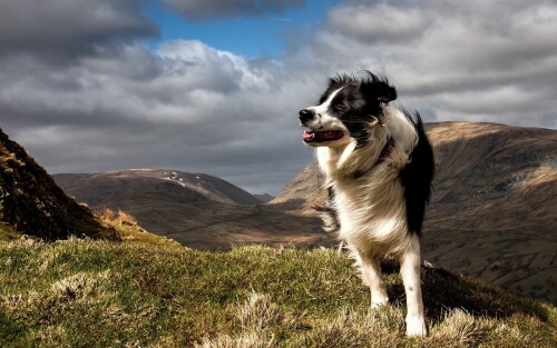 dogs2_0287.jpg