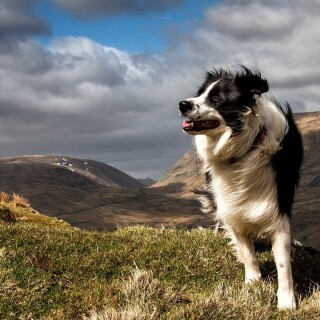 dogs2_0287