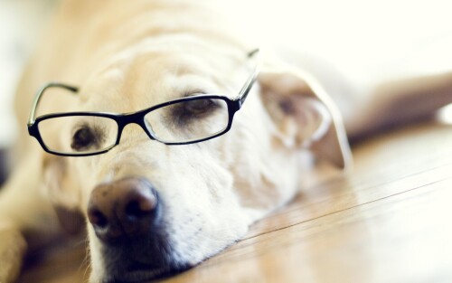 dogs2_0297.jpg