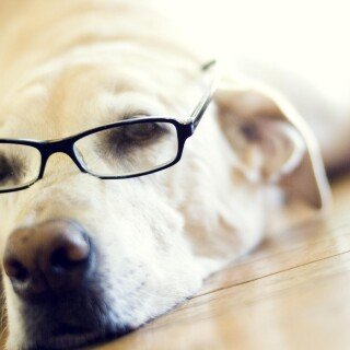 dogs2_0297