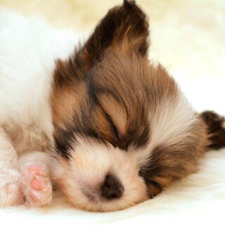 dogs2_0301