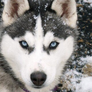 dogs2_0307