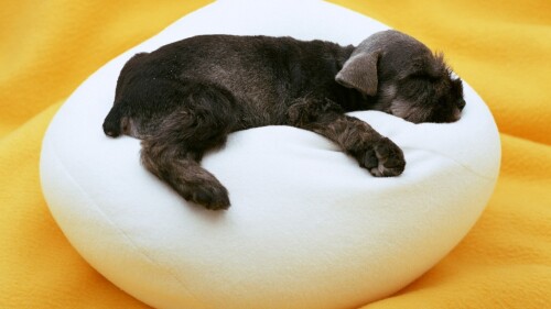 dogs2_0311.jpg