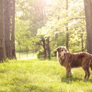 dogs2_0314