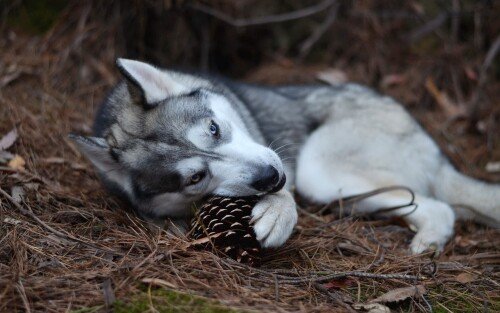 dogs2_0326.jpg