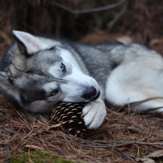 dogs2_0326