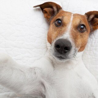 dogs2_0329