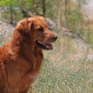 dogs2_0334