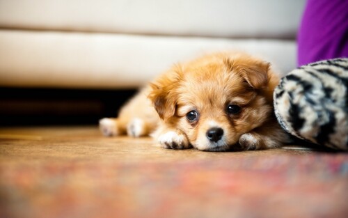 dogs2_0337.jpg