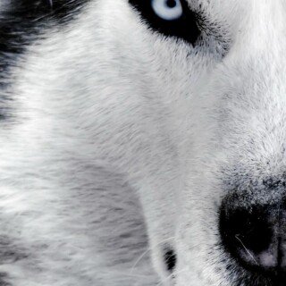dogs2_0346
