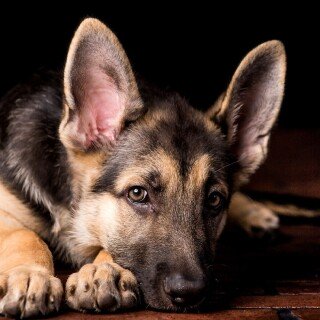 dogs2_0364