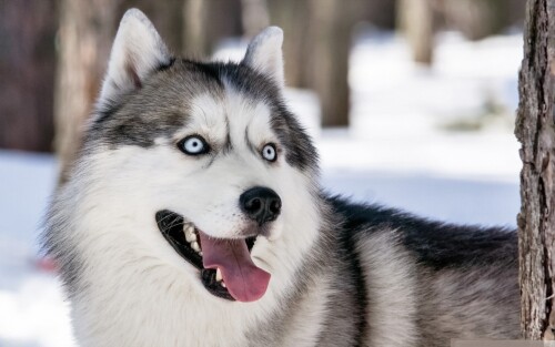 dogs2_0367.jpg