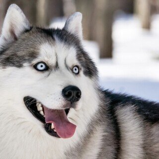 dogs2_0367