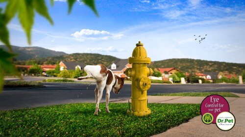 dogs2_0369.jpg