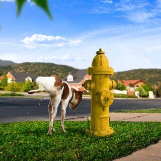 dogs2_0369
