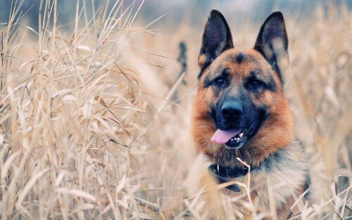 dogs2_0372.jpg