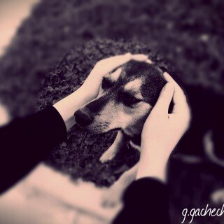 dogs2_0374