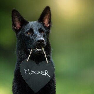dogs2_0379