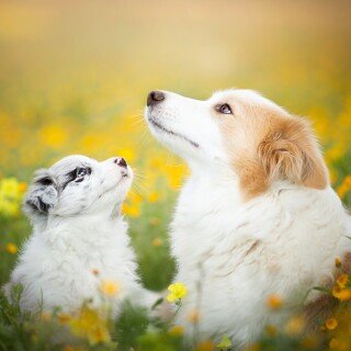 dogs2_0380