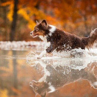 dogs2_0381