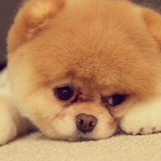 dogs2_0386