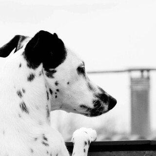 dogs2_0390