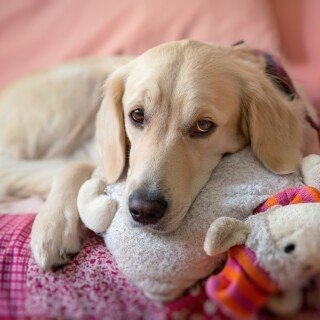 dogs2_0407