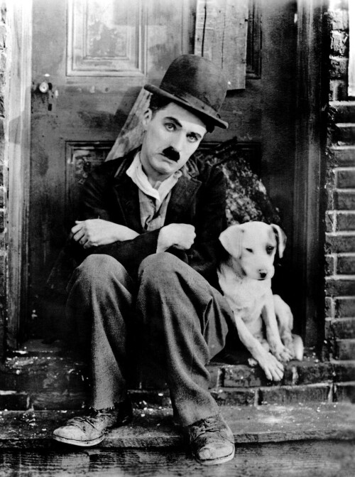 dogs2 0409