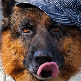 dogs2_0421