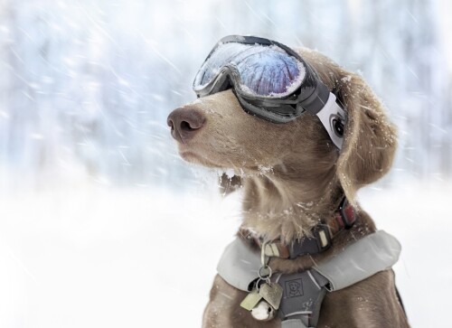 dogs2_0428.jpg