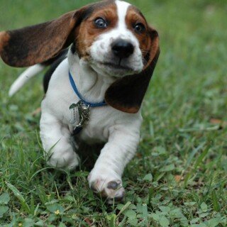 dogs2_0436