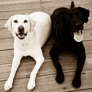 dogs2_0439